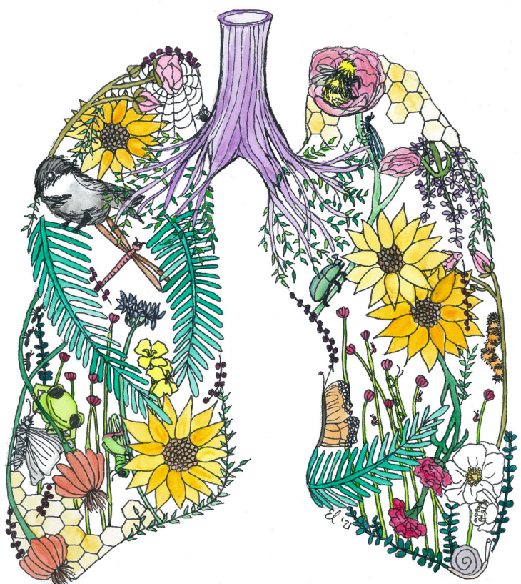Lungs