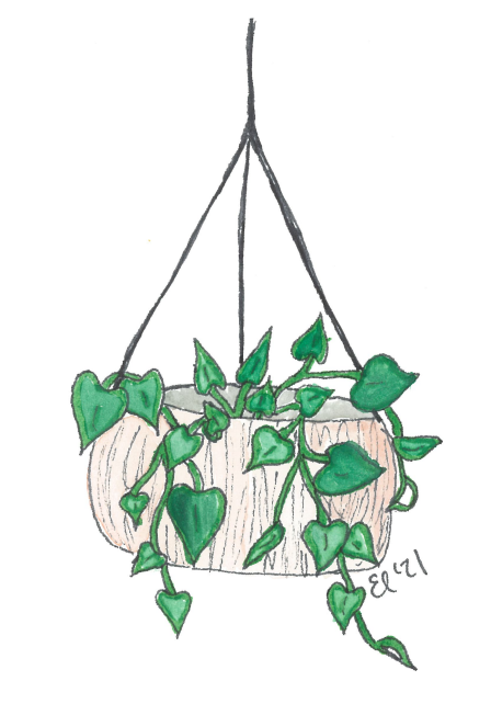 Philodendron
